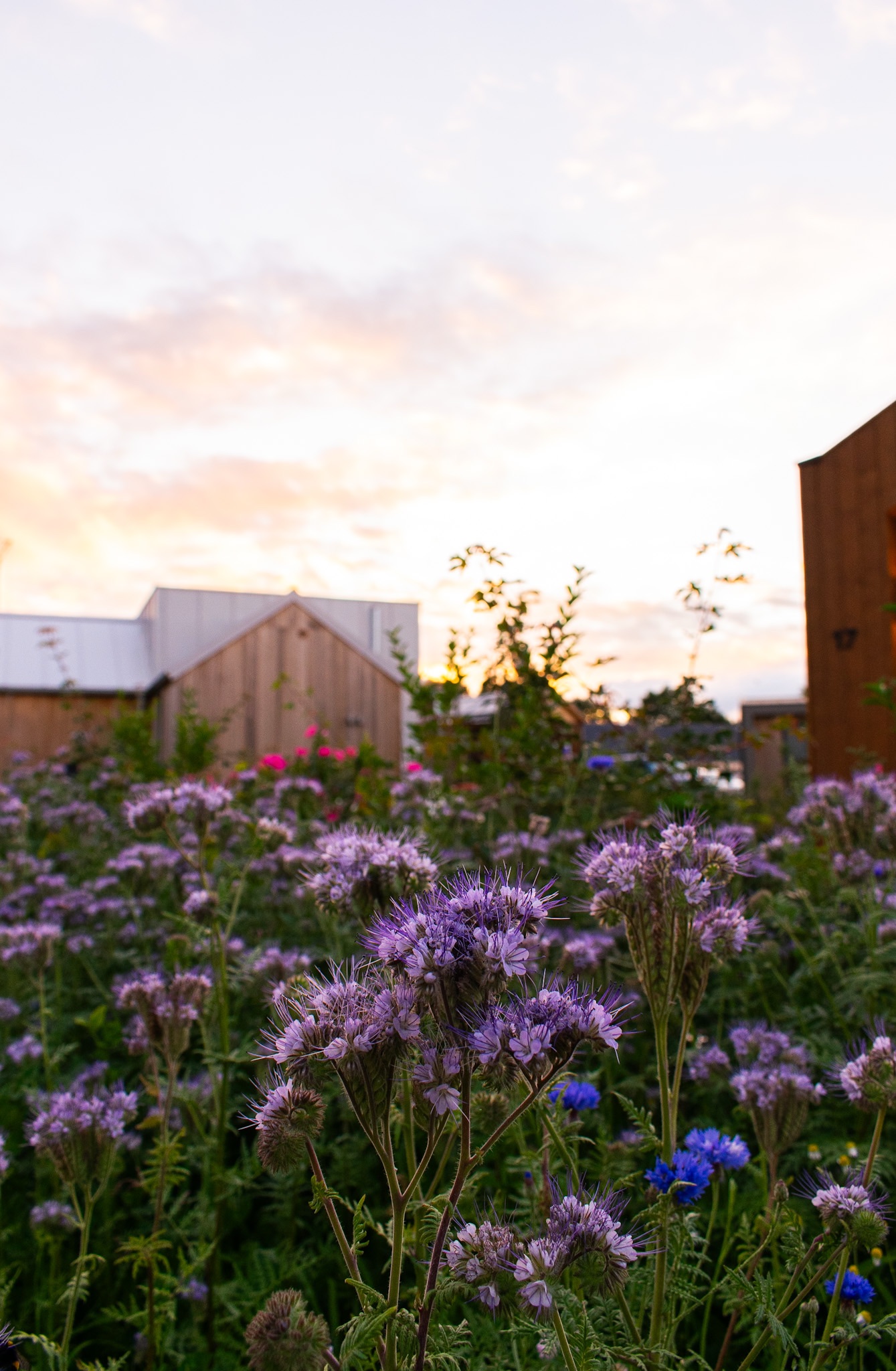 Bloemenveld bij de tiny houses in Dinkelland